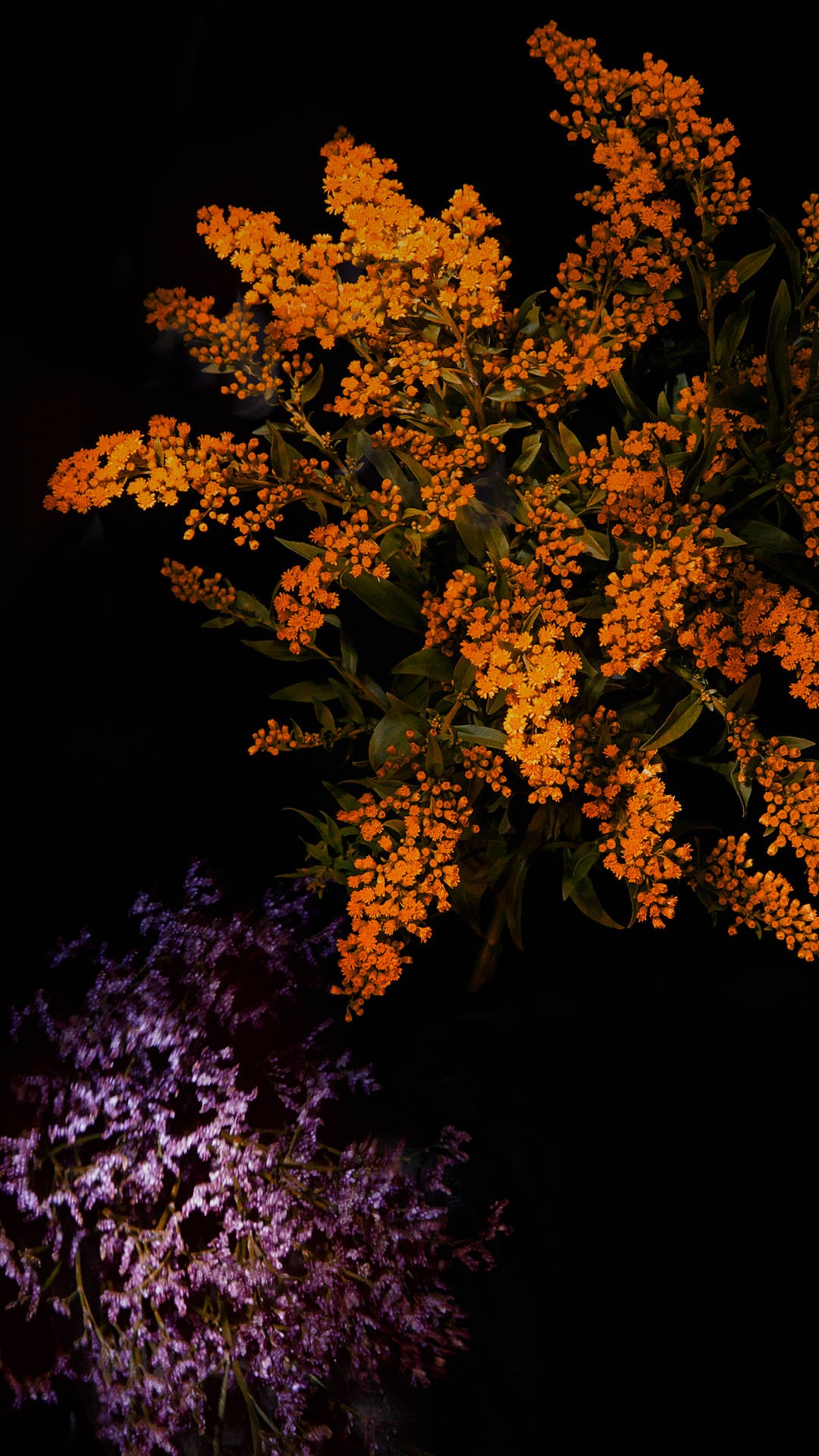 Plants Iphone Orange Purple Wallpaper