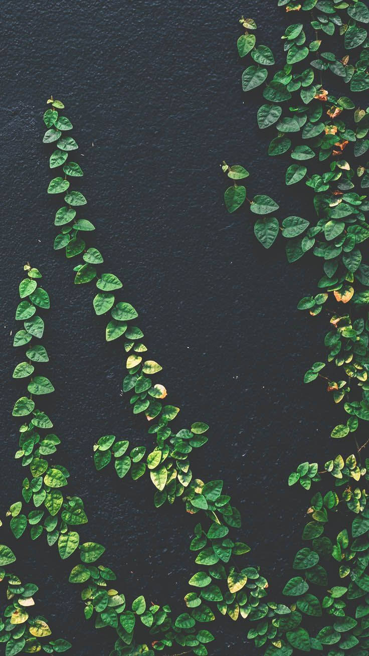 Pflanzeniphone Grüne Wand Wallpaper
