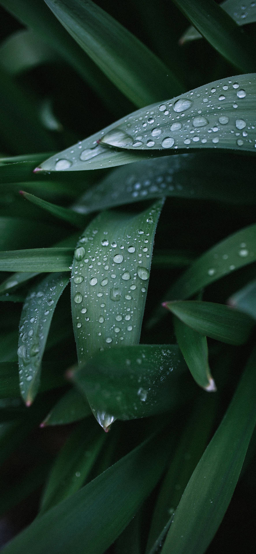 Plants Leaves Dew Drops Macro Wallpaper