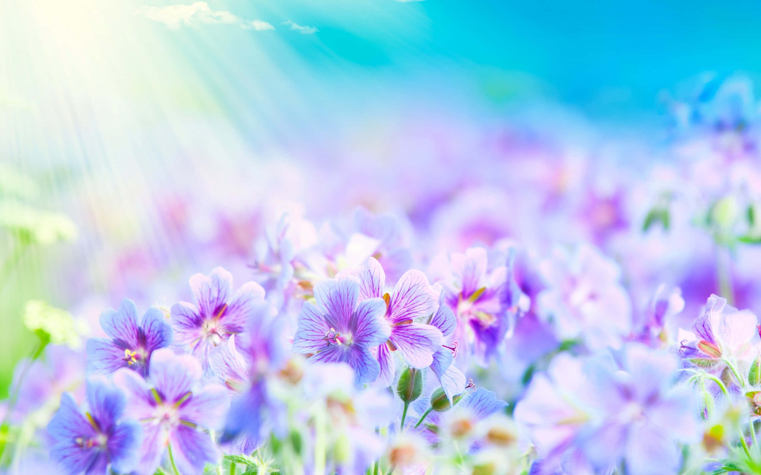A Field Of Purple Flowers With Sun Rays Shining Through