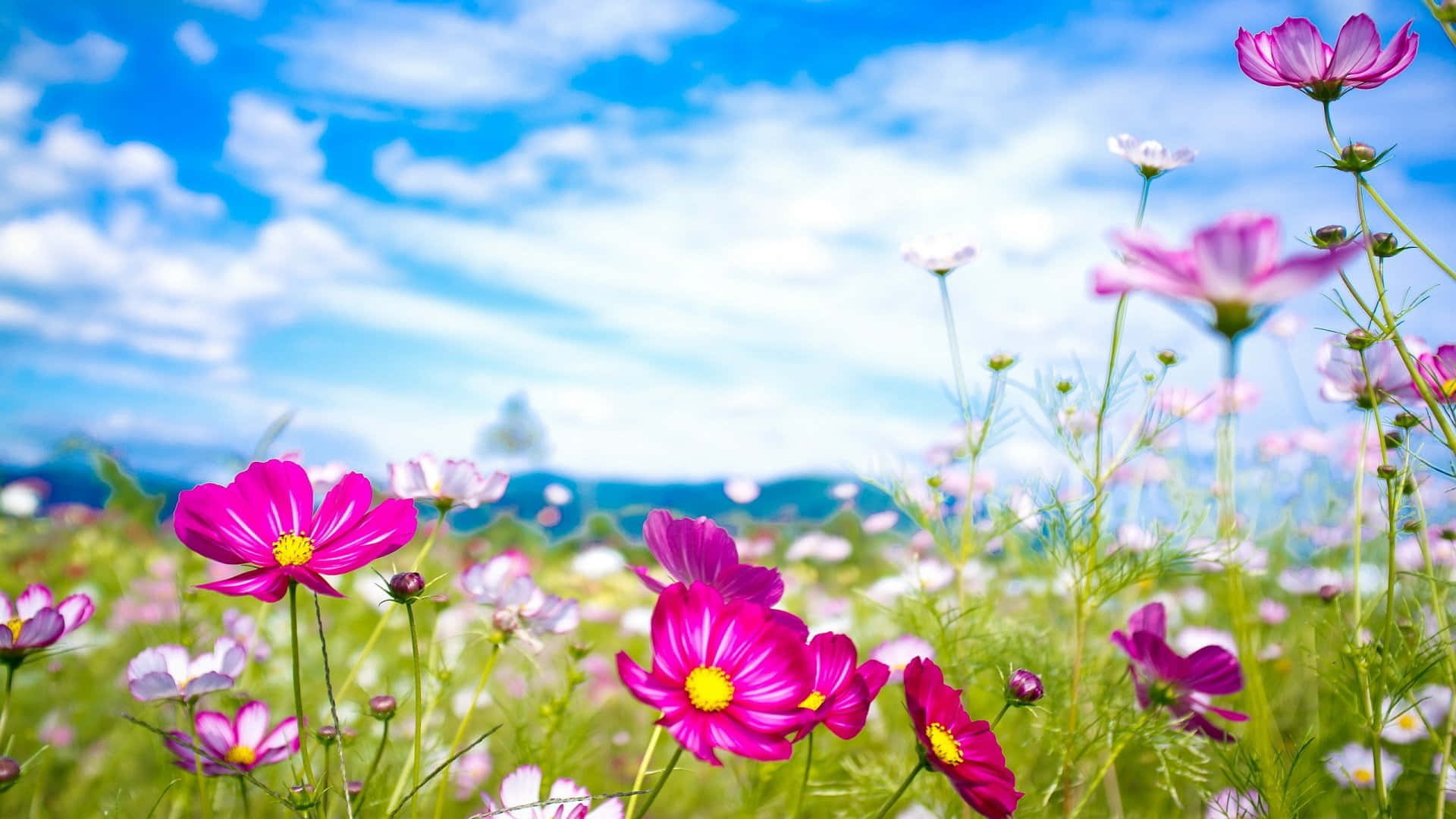 A Field Of Pink Flowers With Blue Sky And Clouds
