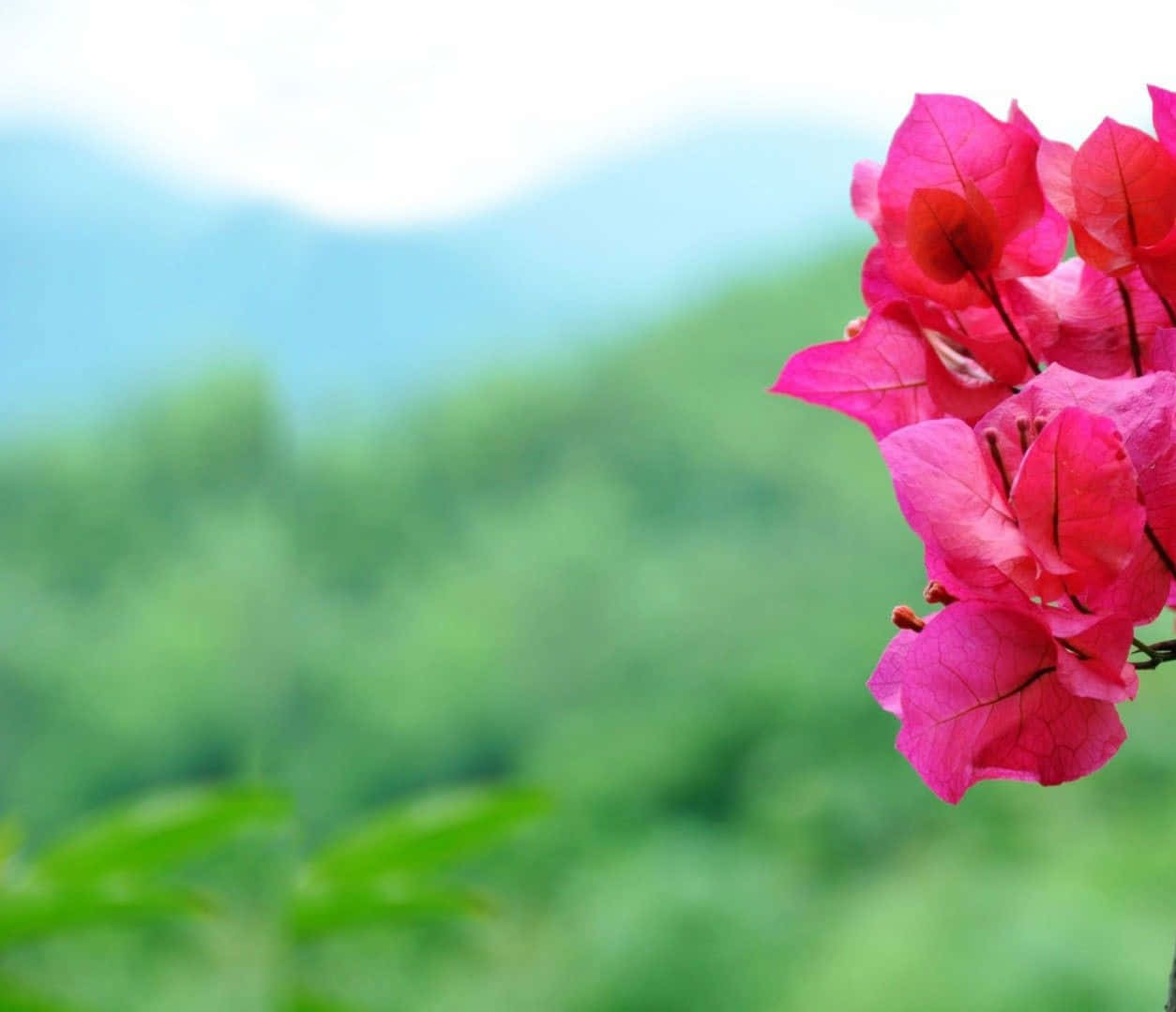 A Pink Flower Is Growing On A Branch In Front Of A Mountain