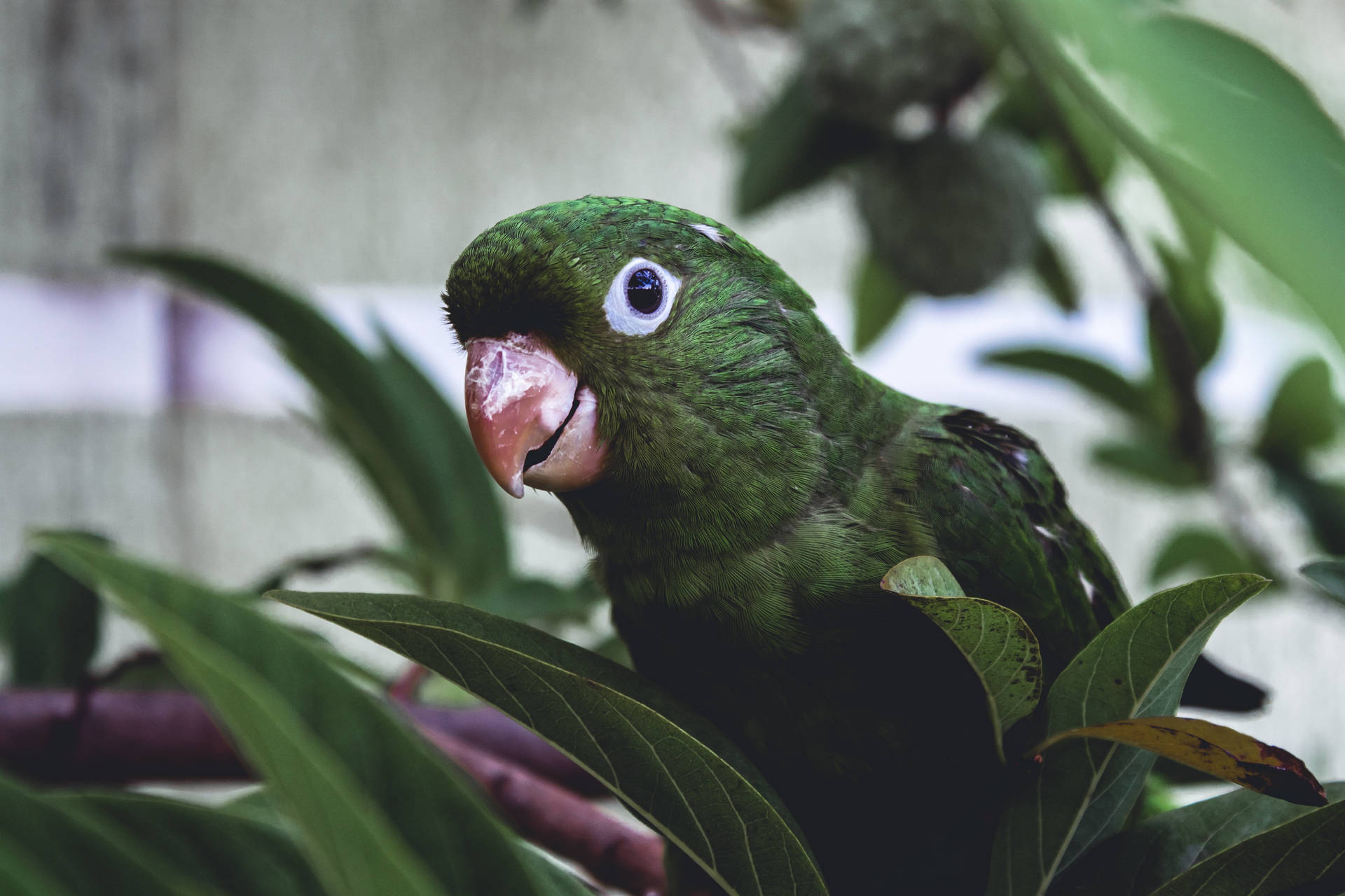 Plants With Green Parrot HD Wallpaper