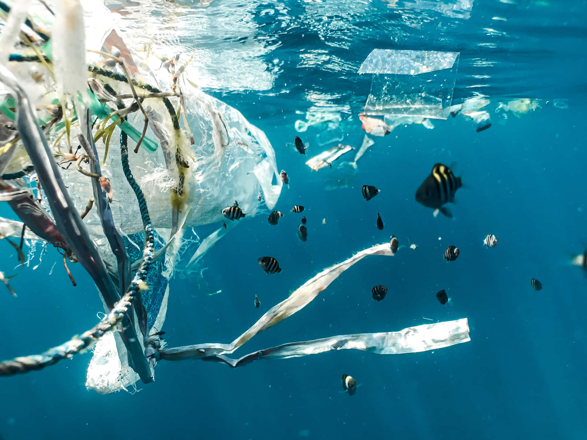 Plastic Waste In Ecosystem Wallpaper