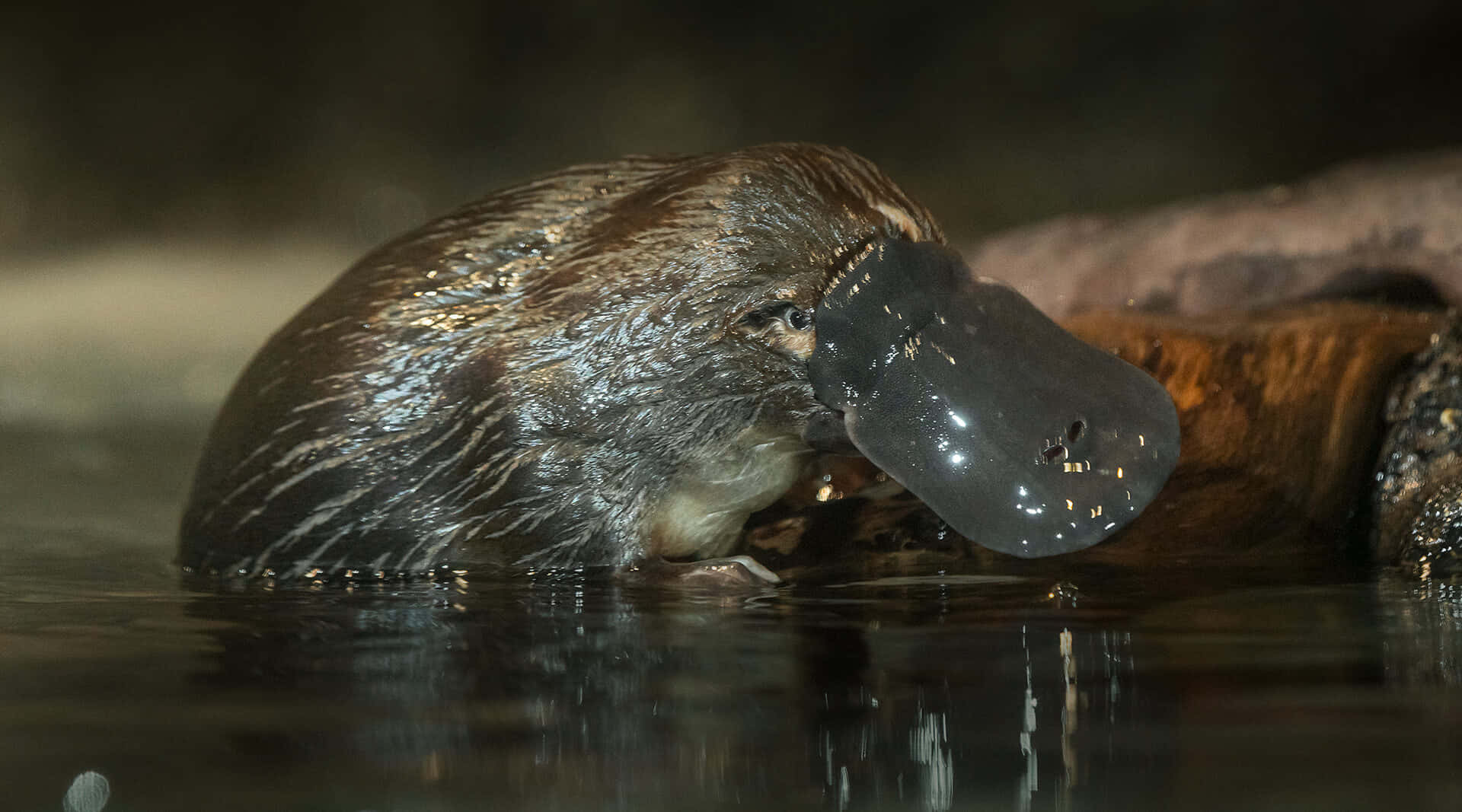 Platypus Kommer Opp Av Vannet Bakgrunnsbildet