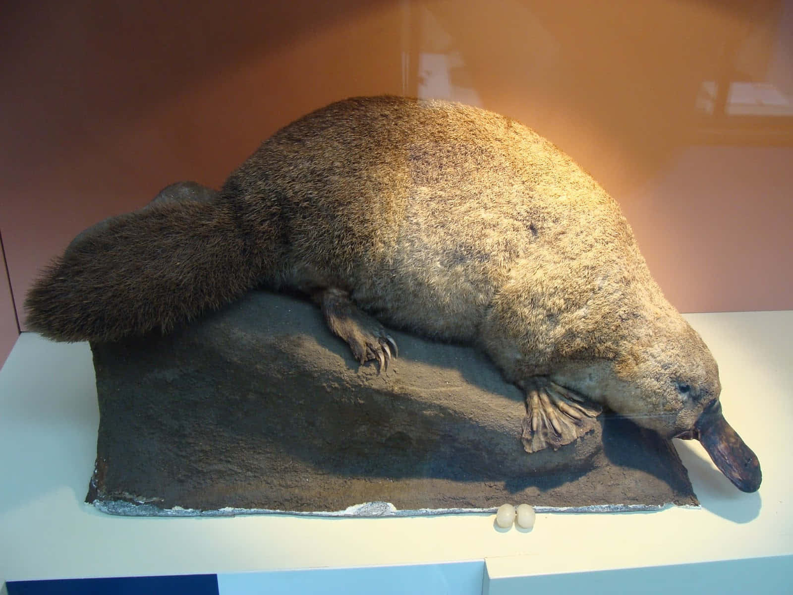 Platypus Utstilling Taxidermy Bakgrunnsbildet