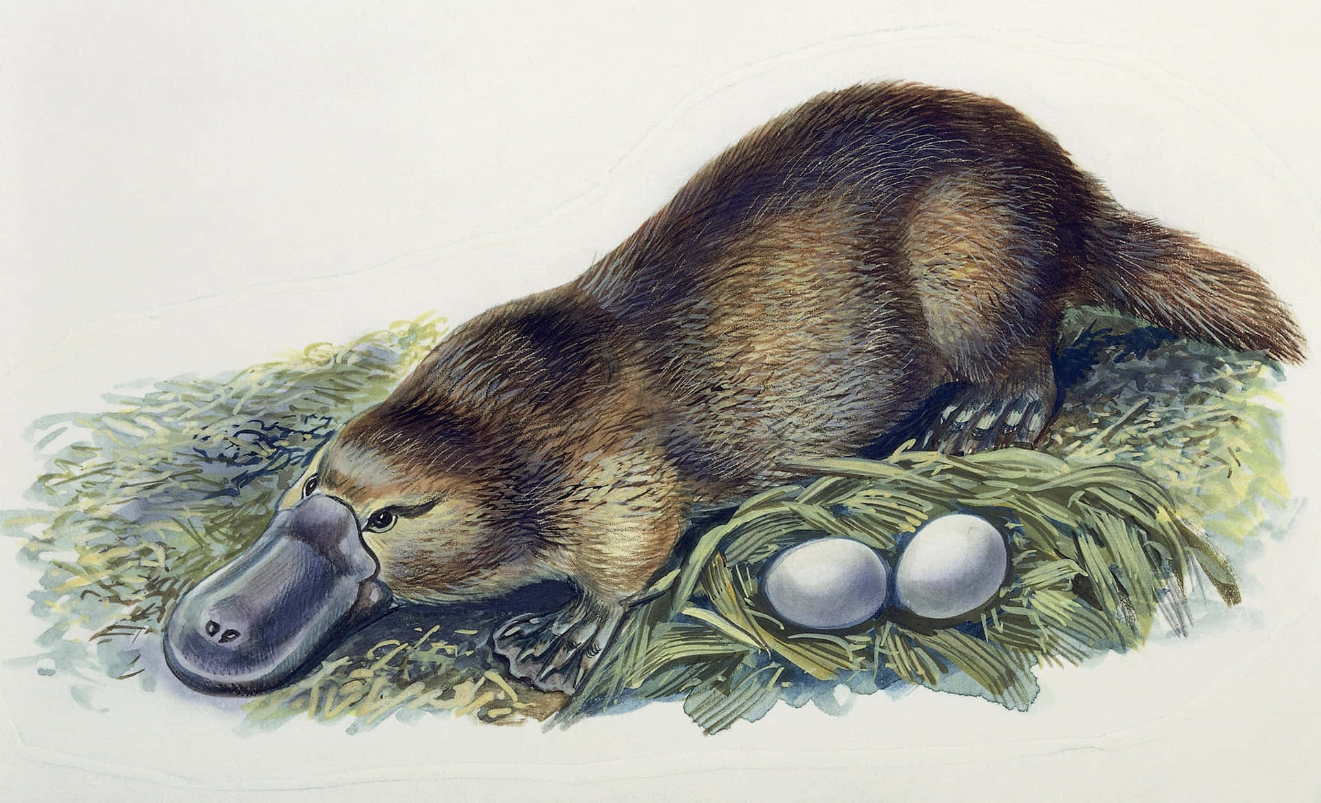 Platypus Nesting Illustration Wallpaper