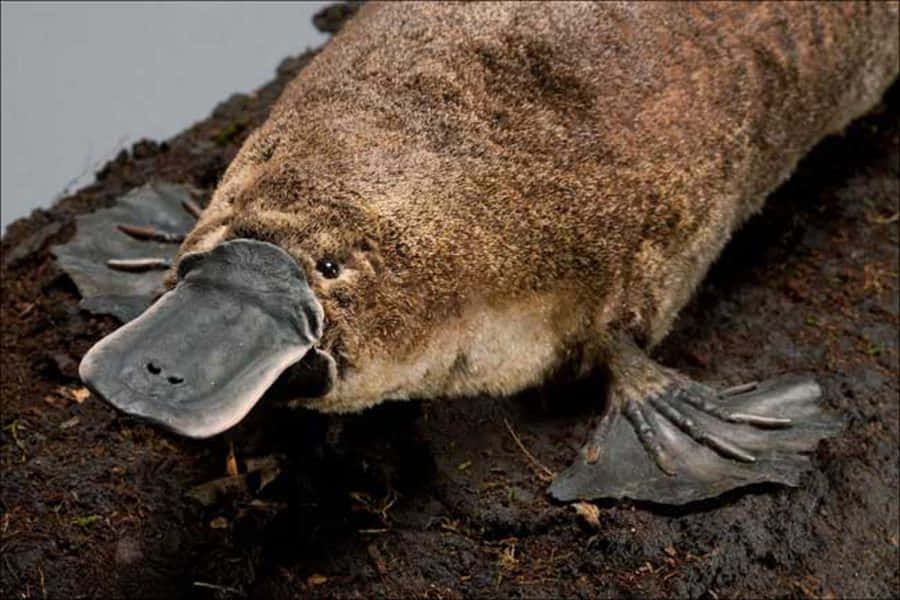 Platypus Op Oever.jpg Achtergrond