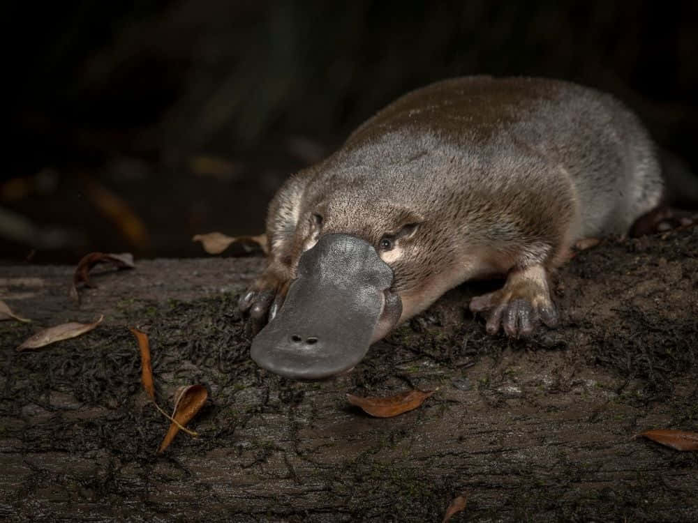 Platypus På Logg Om Natten Bakgrunnsbildet