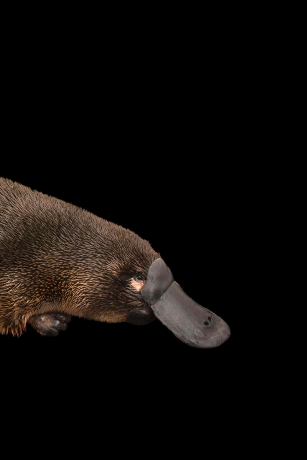 Platypus Profil I Mørket Bakgrunnsbildet