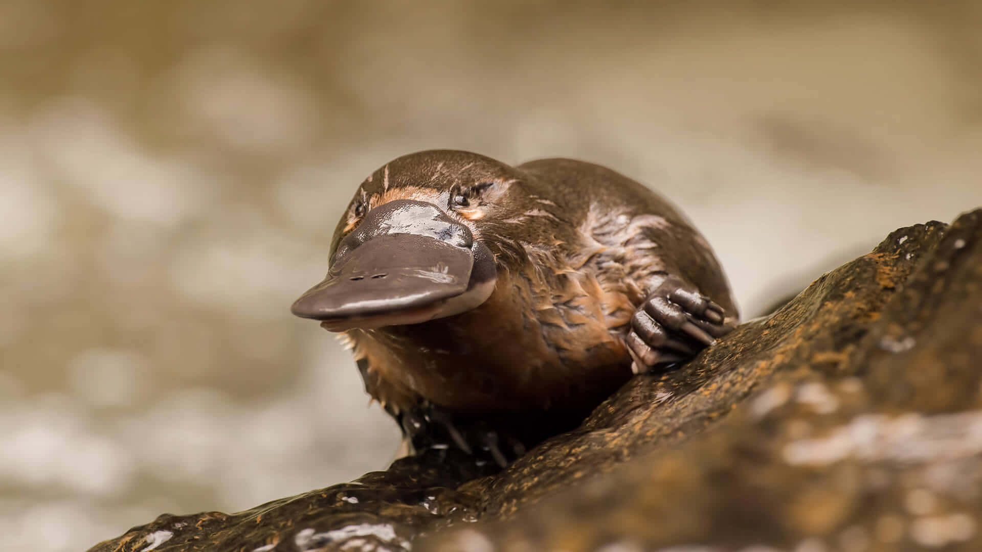 Platypus Resting On Rock Wallpaper