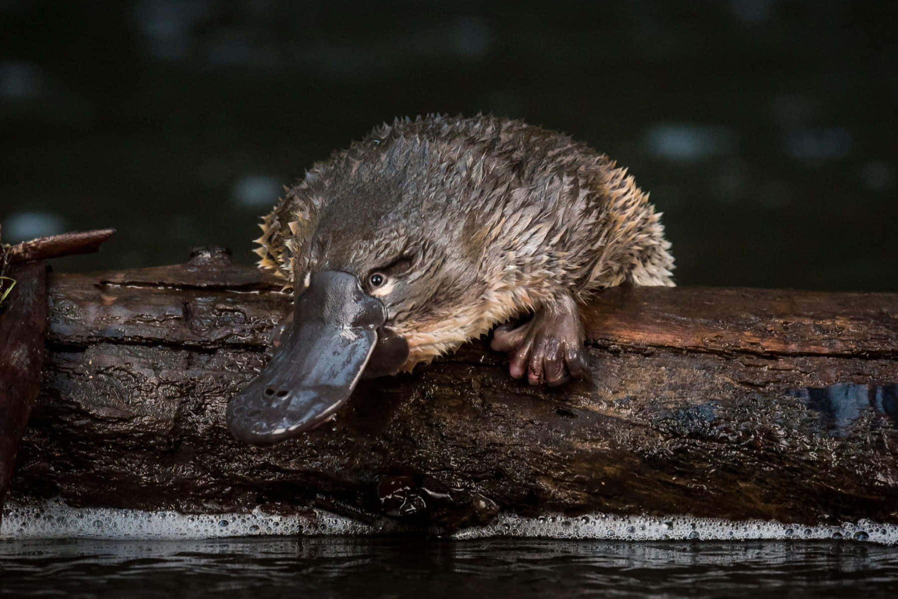 Platypus Hviler På Stamme Bakgrunnsbildet