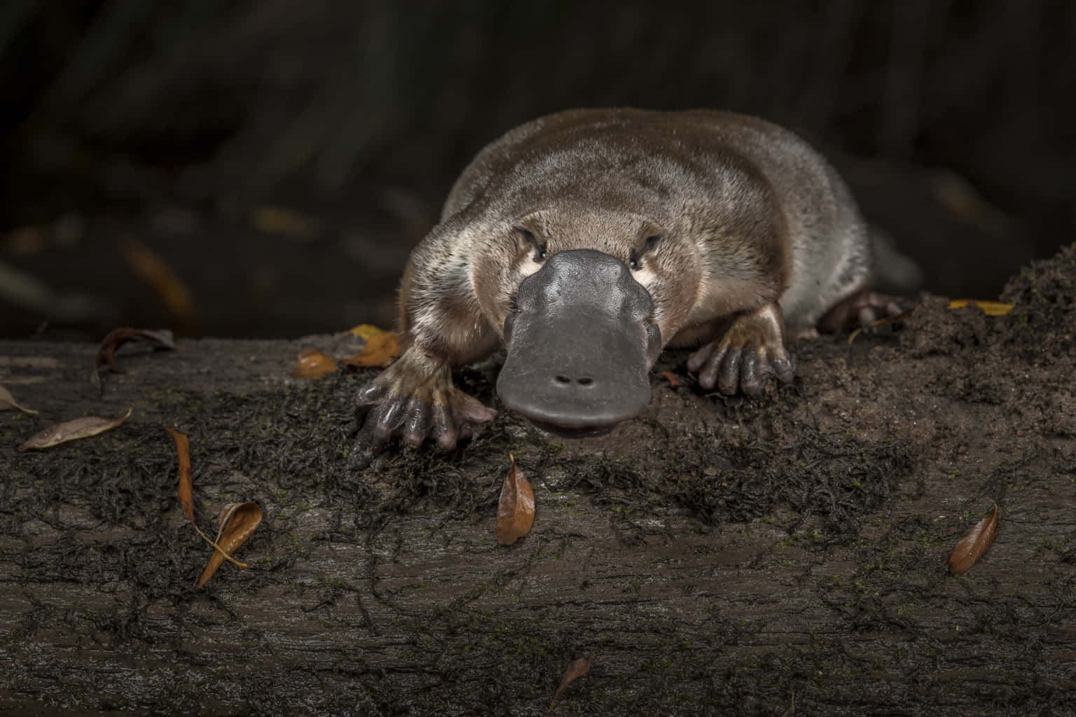 Platypus Hviler På Stamme Bakgrunnsbildet