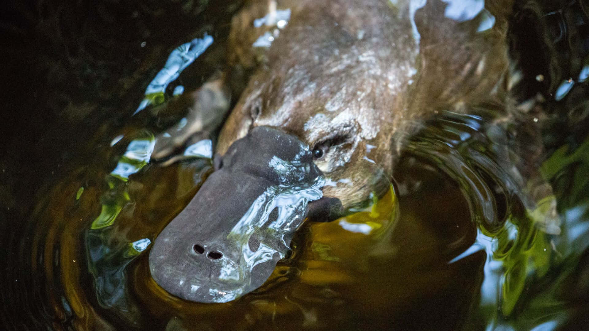 Platypus Svømmer Nærbilde Bakgrunnsbildet