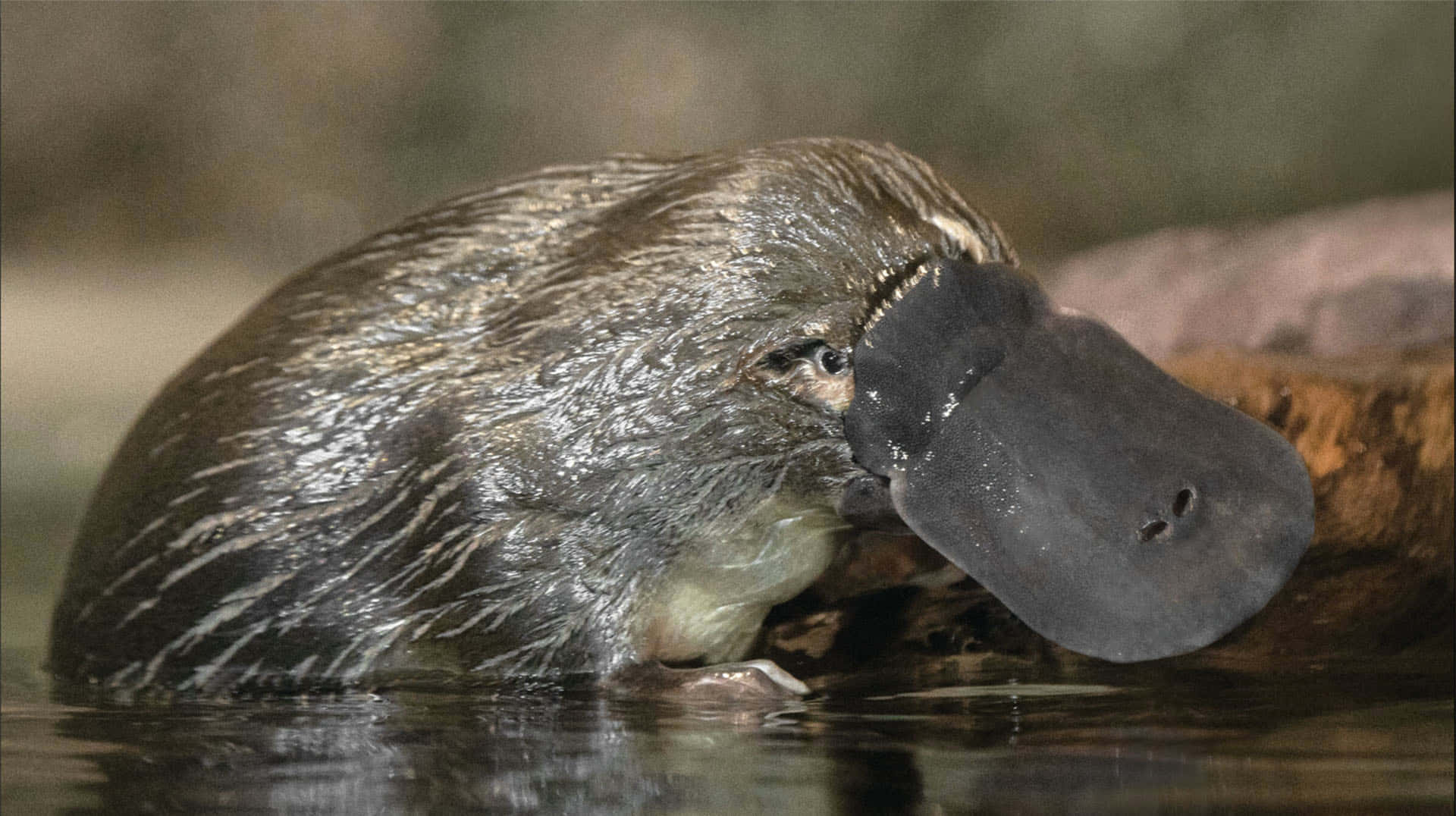 Platypus Svømmer Nærbilde Bakgrunnsbildet