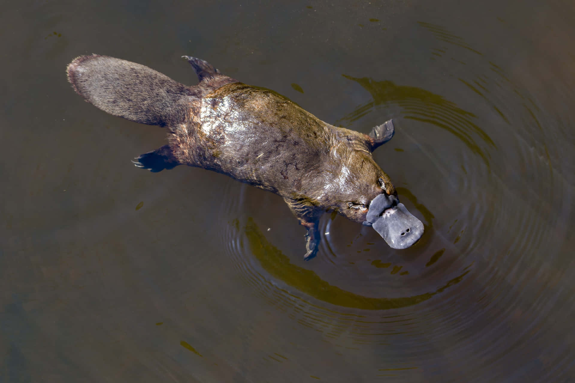 Platypus Swimmingin Water.jpg Wallpaper