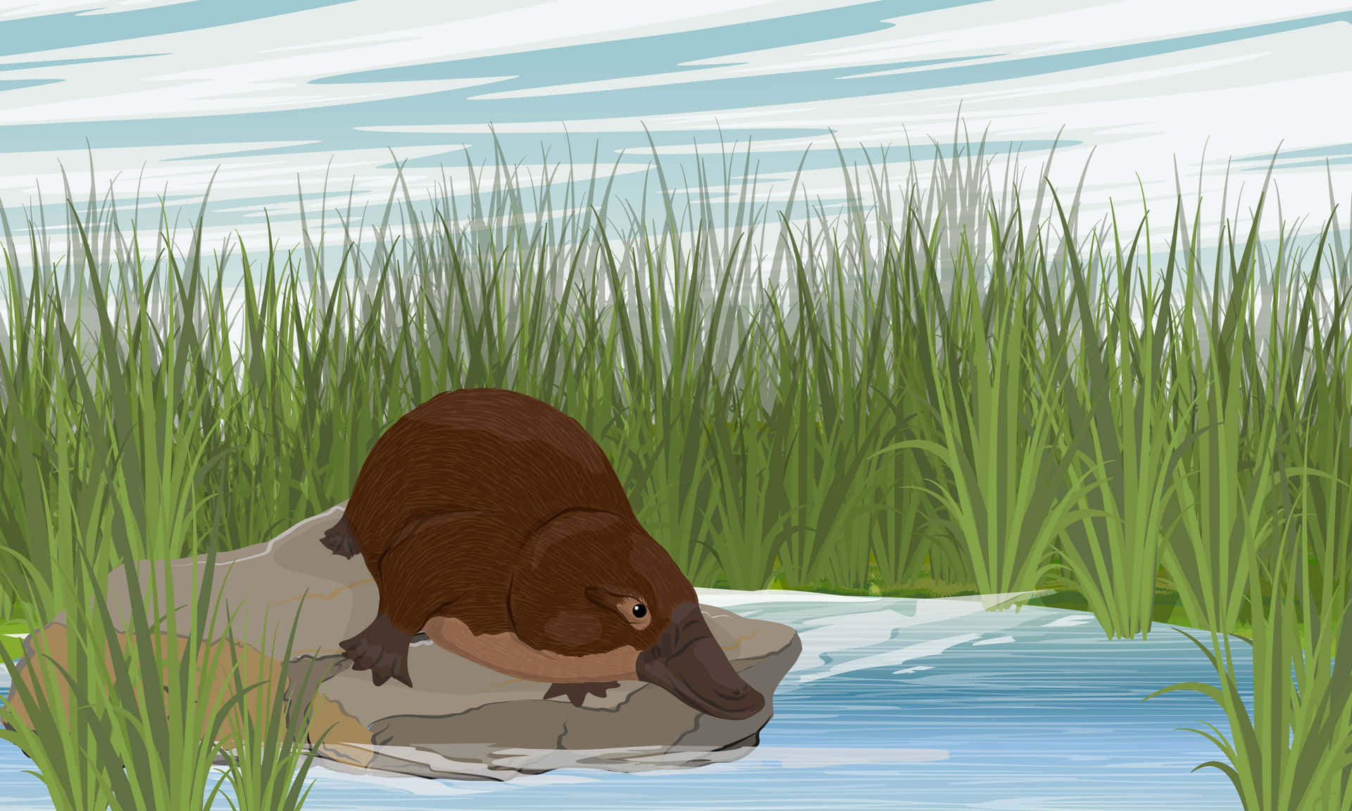 Platypus I Naturlig Habitat Bakgrunnsbildet