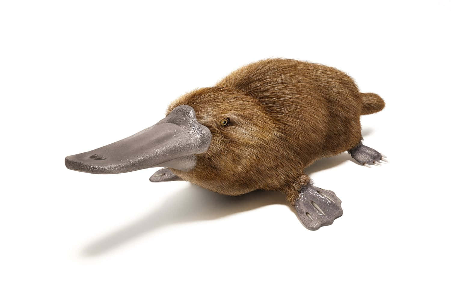 Platypus På Hvit Bakgrunn Bakgrunnsbildet