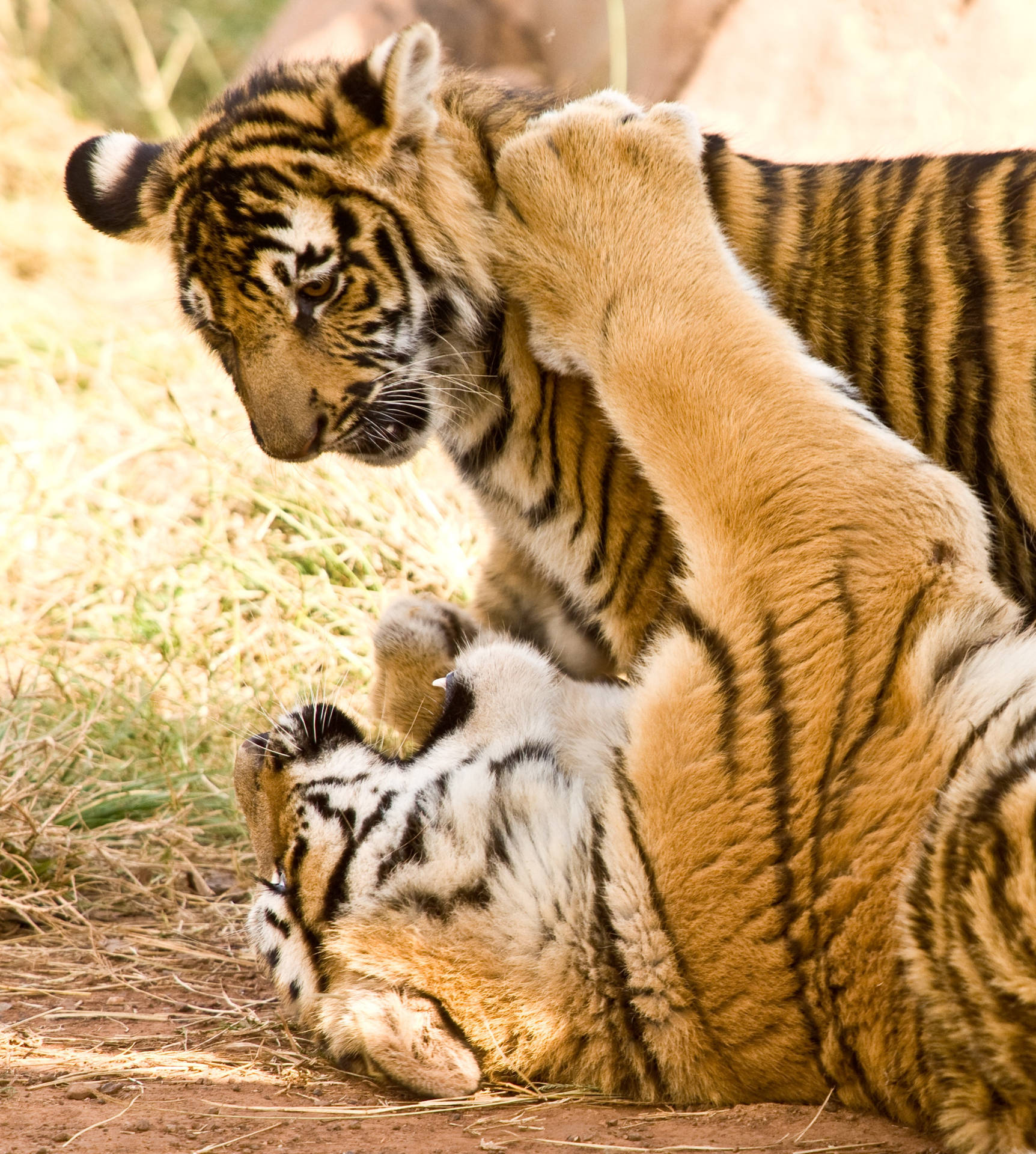 Play Fighting Tiger Iphone Wallpaper