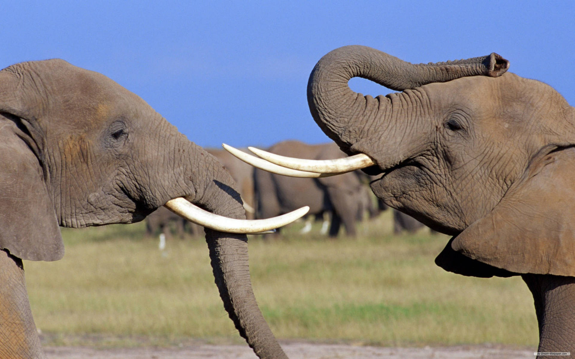 Sjov flok af afrikanske elefanter baggrundsbillede Wallpaper