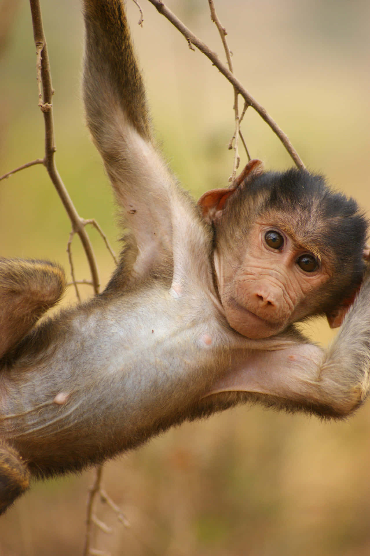 Playful Baboon Infant Hanging From Branch.jpg Wallpaper