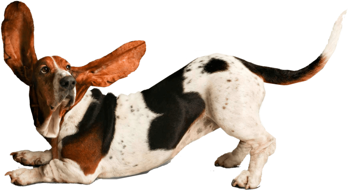 Playful Basset Hound Ears Flapping PNG