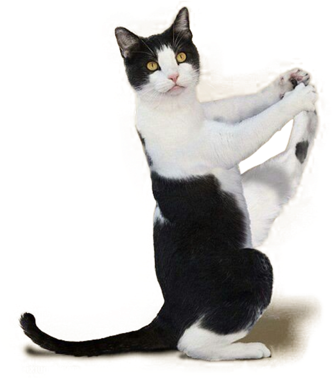 Playful Black And White Cat Posture PNG