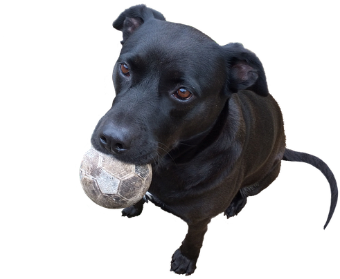 Playful Black Dog With Ball PNG