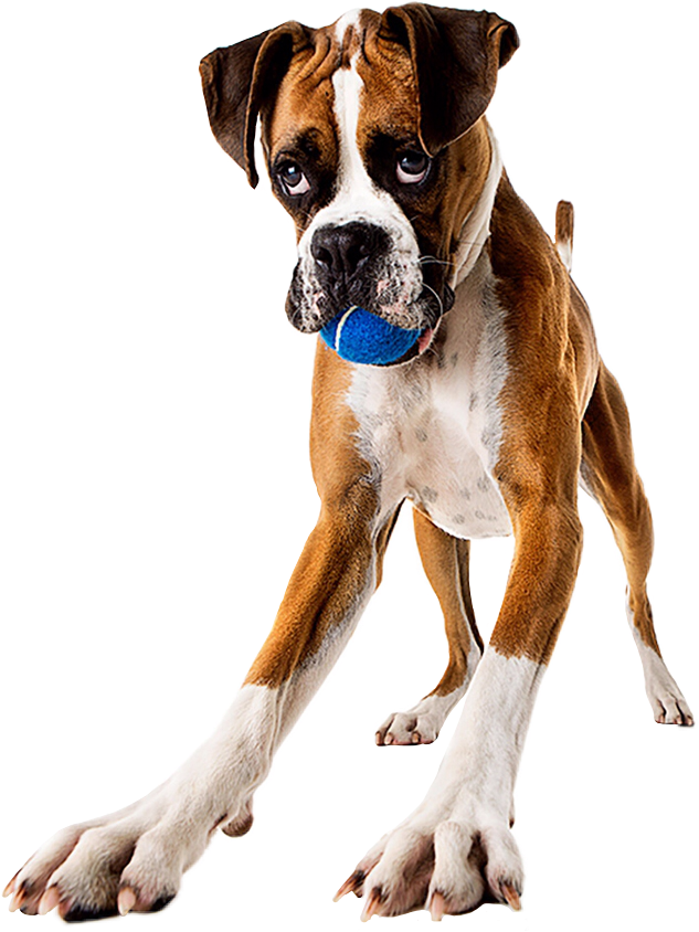 Playful Boxer Dog With Ball PNG