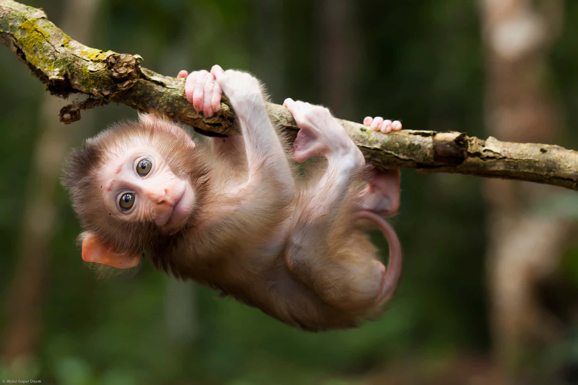 Playful Capuchin Monkey Hanging Branch Wallpaper