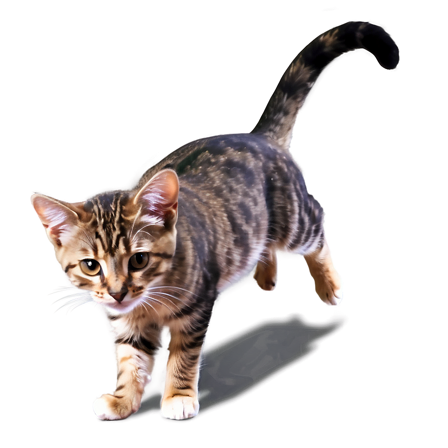 Playful Cat Png Sxr PNG