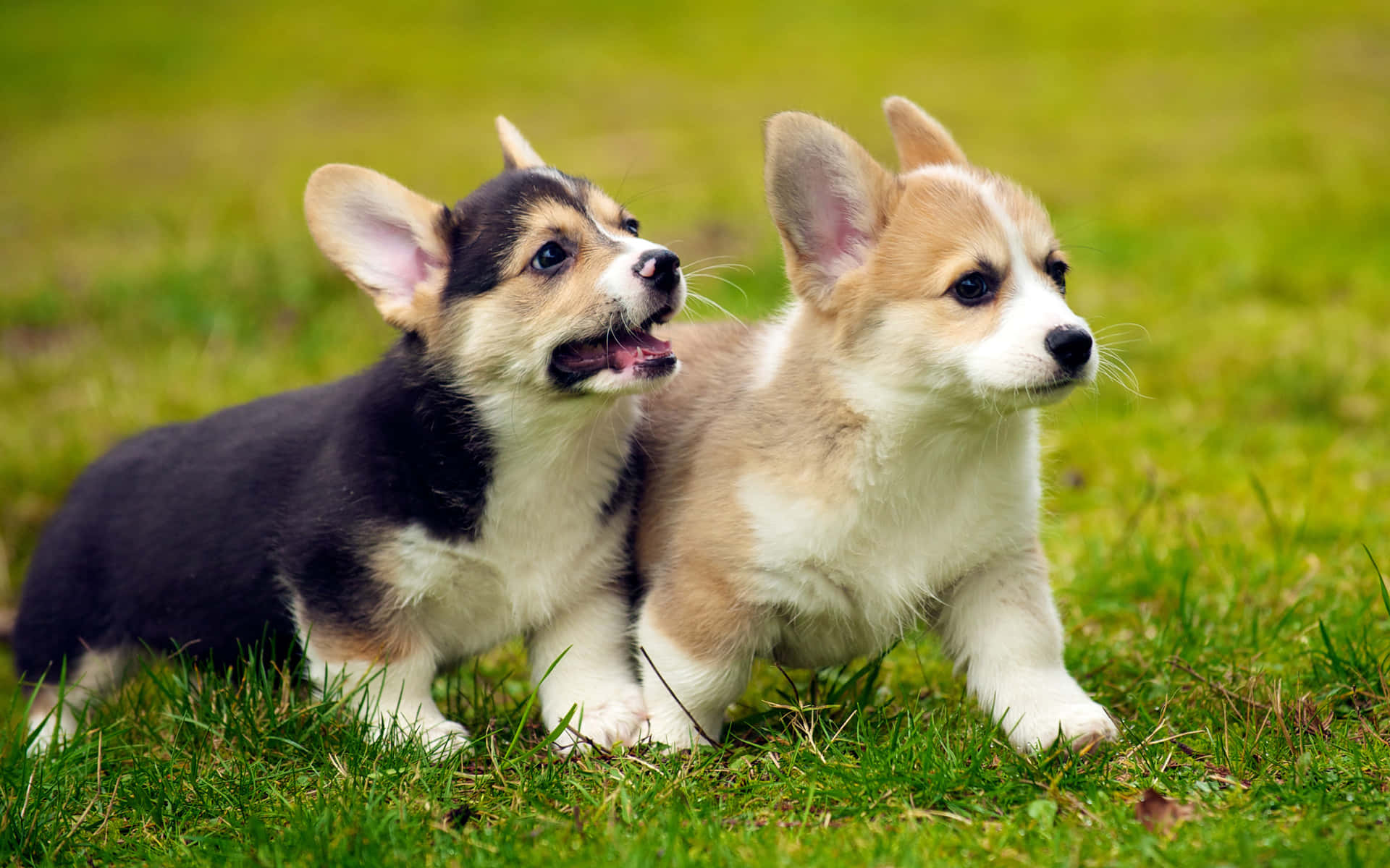 Speelse Corgi Puppies Op Gras Achtergrond