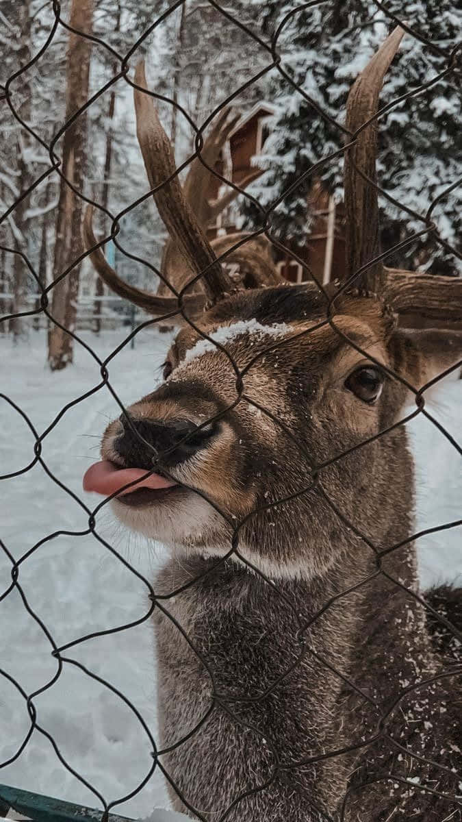 Playful_ Deer_ Sticking_ Out_ Tongue Wallpaper