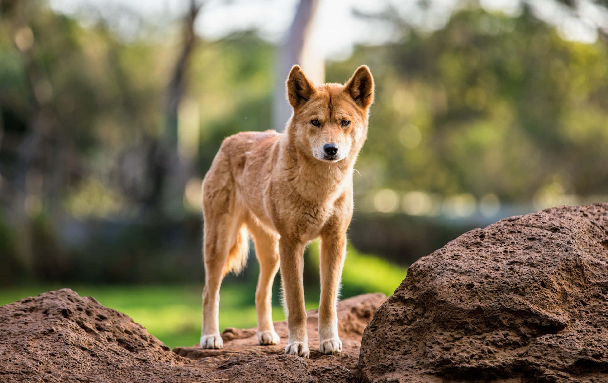 Playful Dingo In Natural Habitat Wallpaper