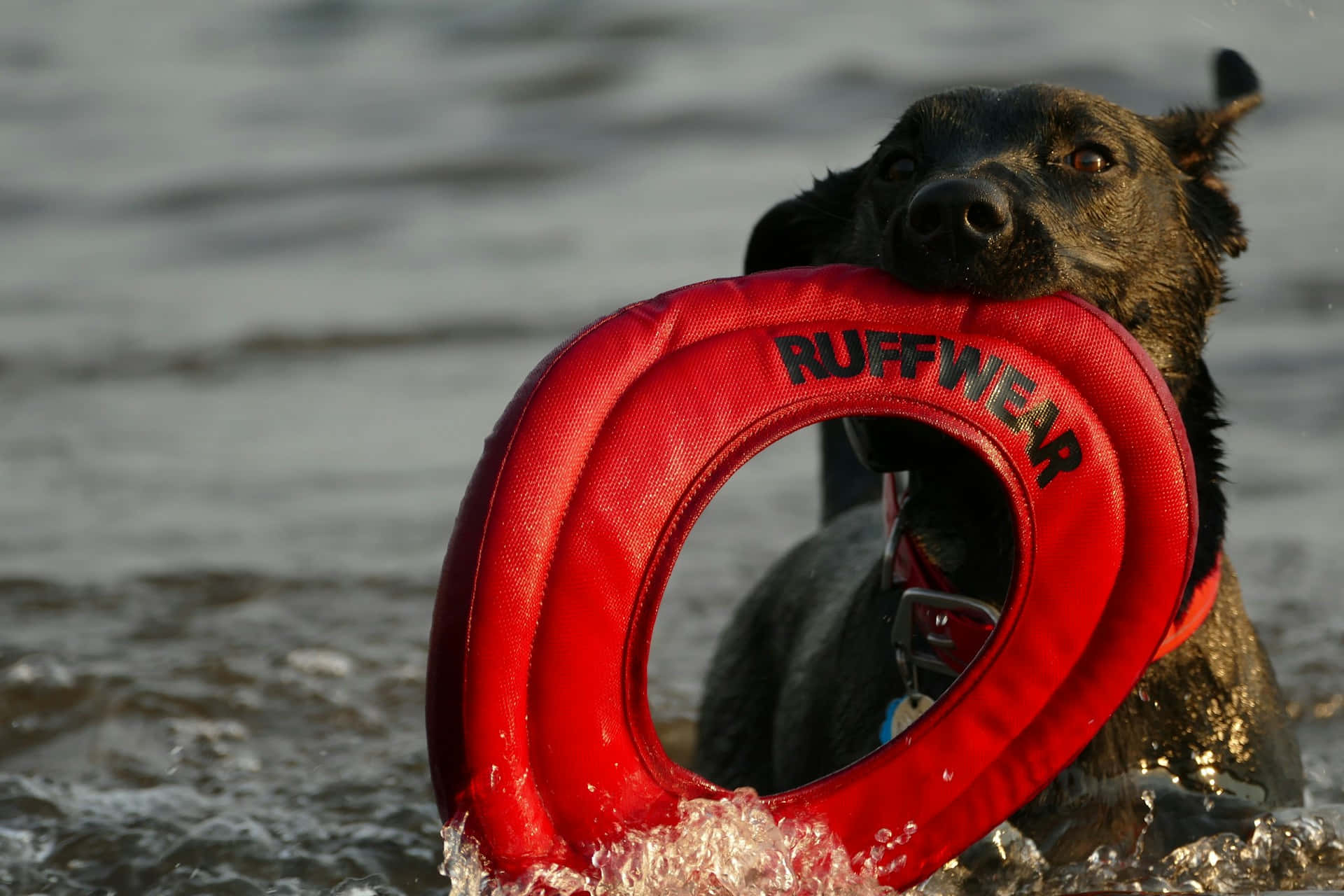 Speelse Hond Met Drijvend Speelgoed Achtergrond