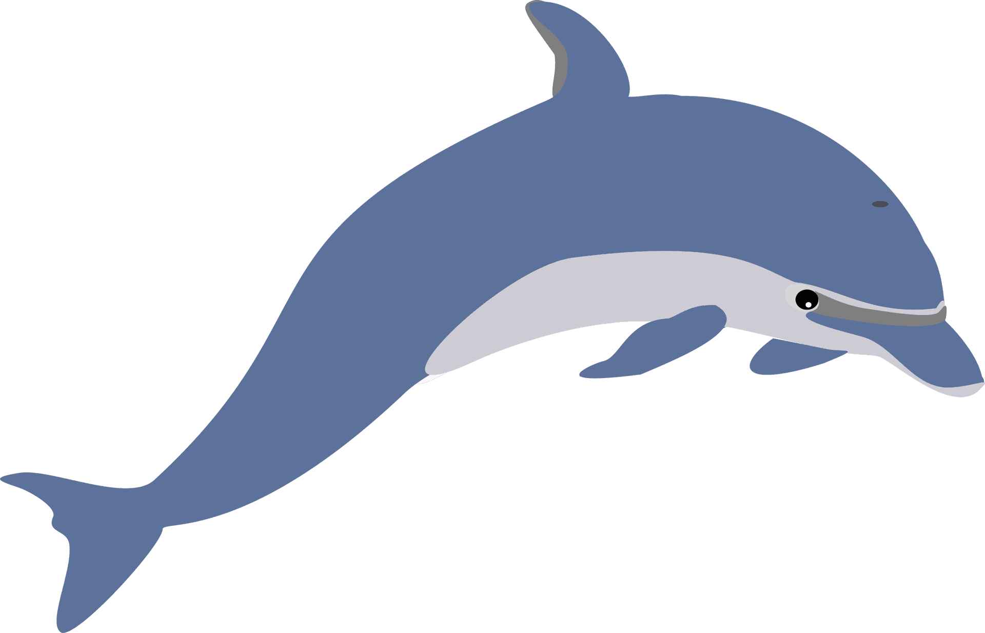 Playful Dolphin Illustration PNG