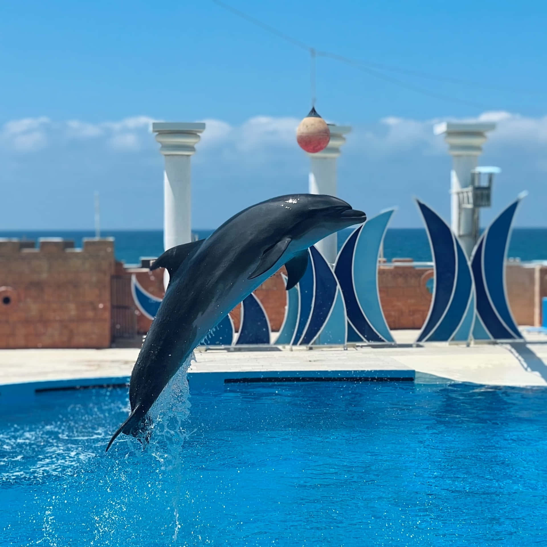 "playful Dolphin In Majestic Ocean"