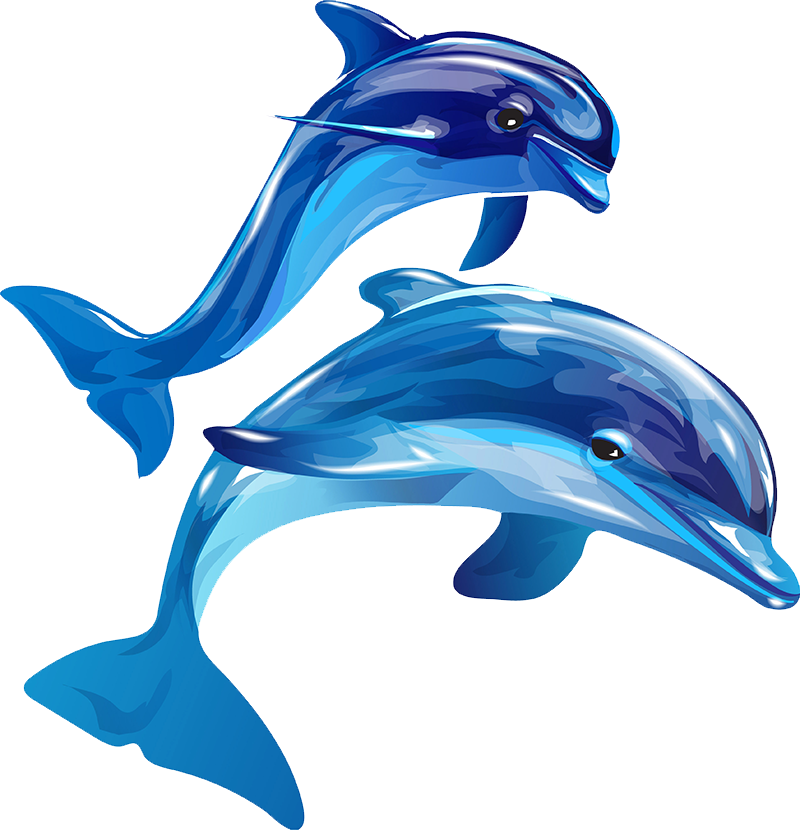 Playful Dolphins Illustration PNG