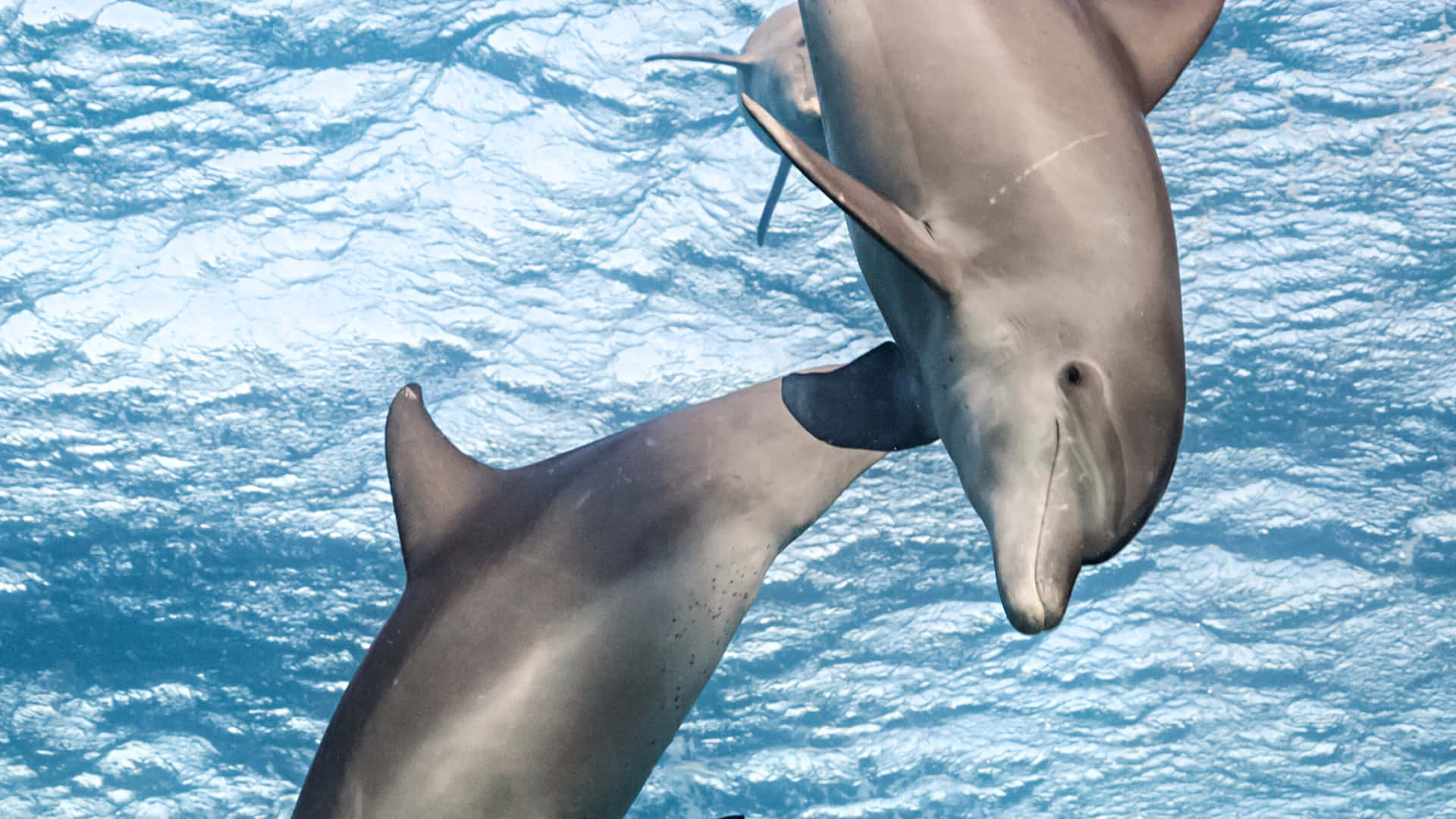 Playful Dolphins Underwater Wallpaper