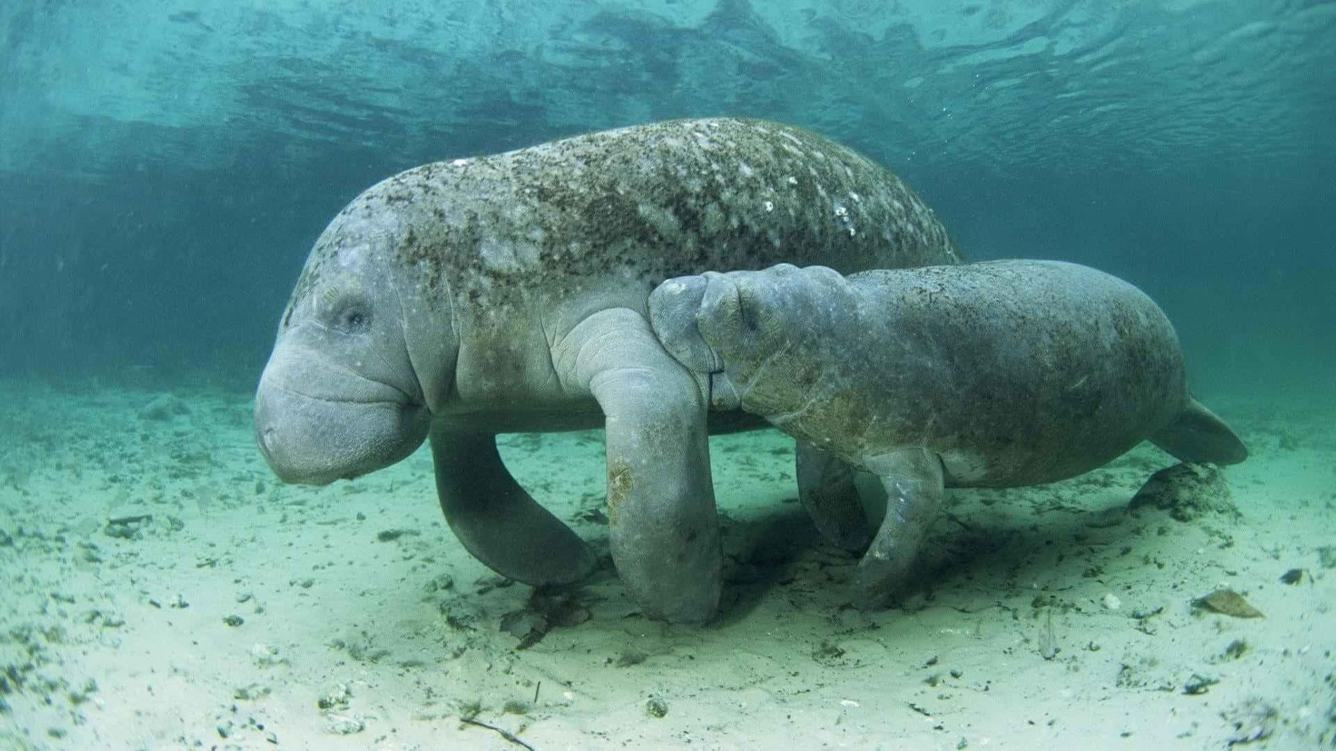 Playful Gentle Giants: A Spotlight On Manatees Wallpaper