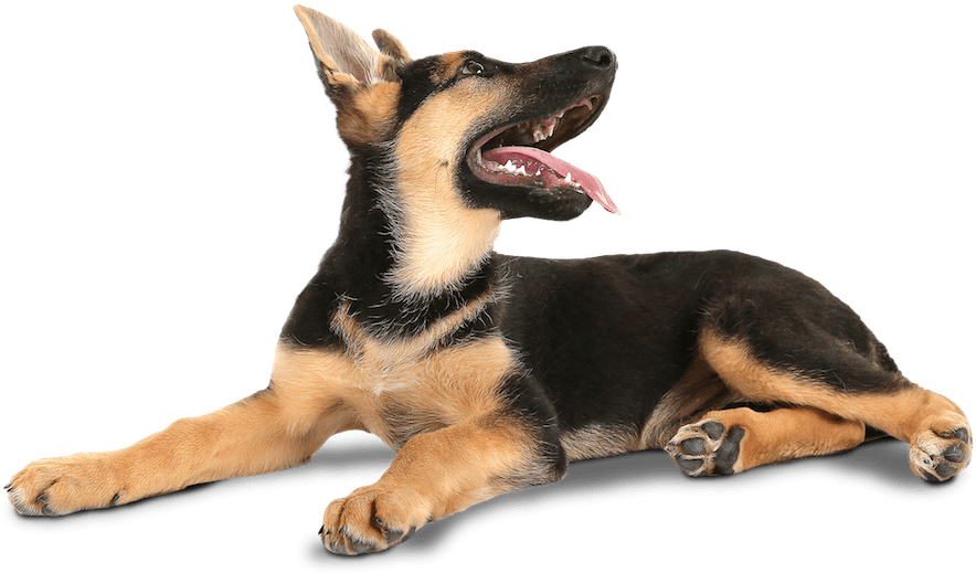 Playful German Shepherd Puppy PNG