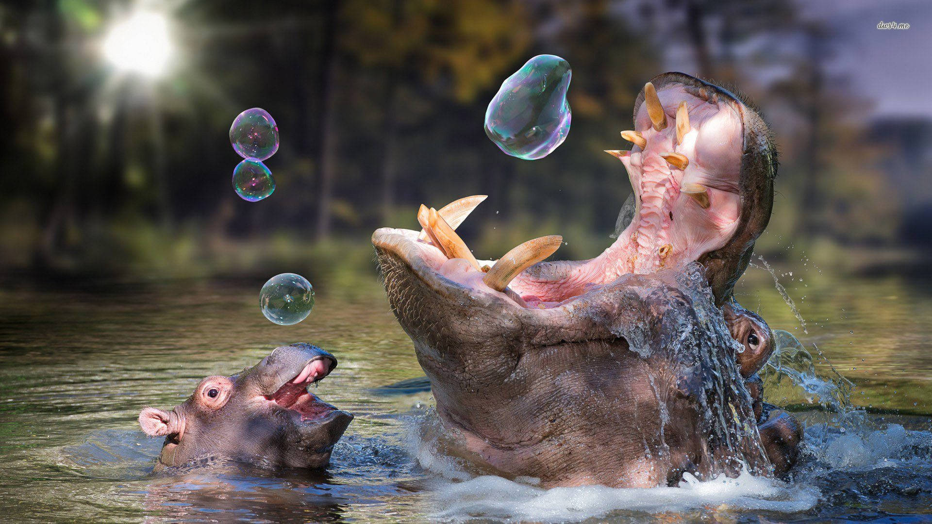 Playful Hippopotamus Playing With Bubbles