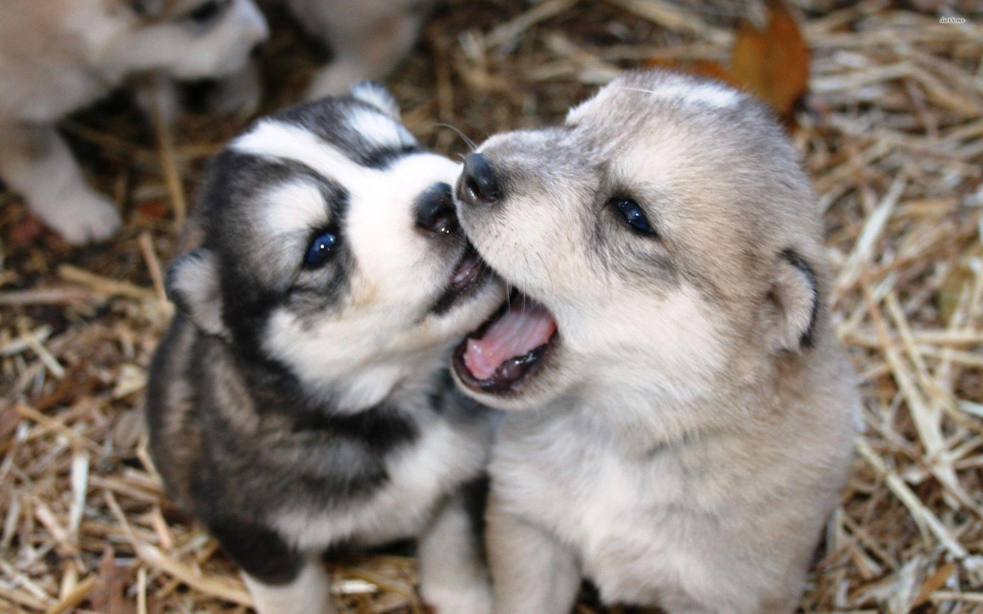 Playful Husky Puppy Dogs Background