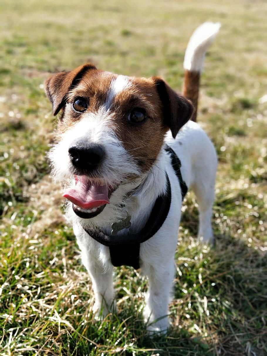 Speelse Jack Russell Terrier Buiten Achtergrond