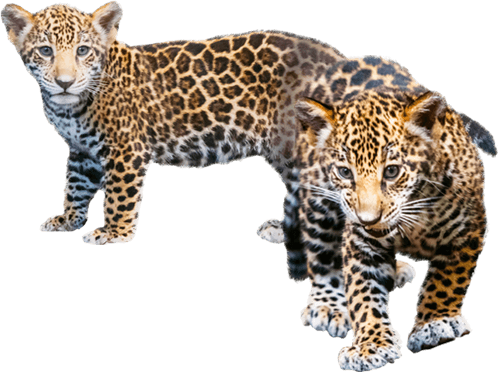 Playful Jaguar Cubs PNG