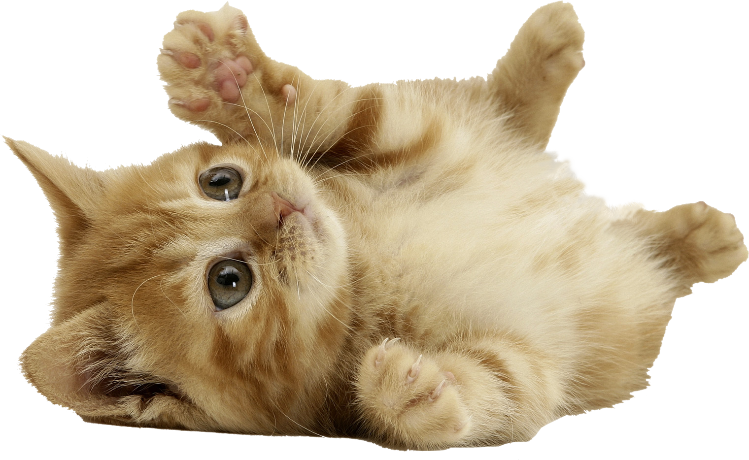 Playful Kitten Lying Back.png PNG