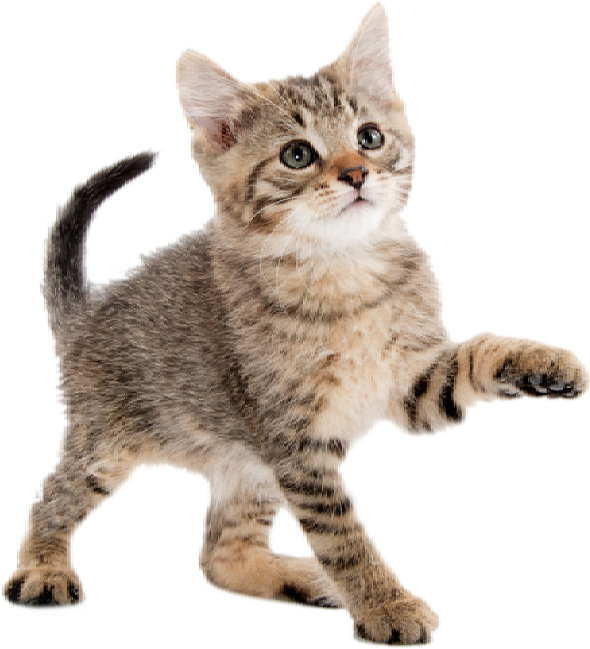 Playful Kitten Transparent Background PNG