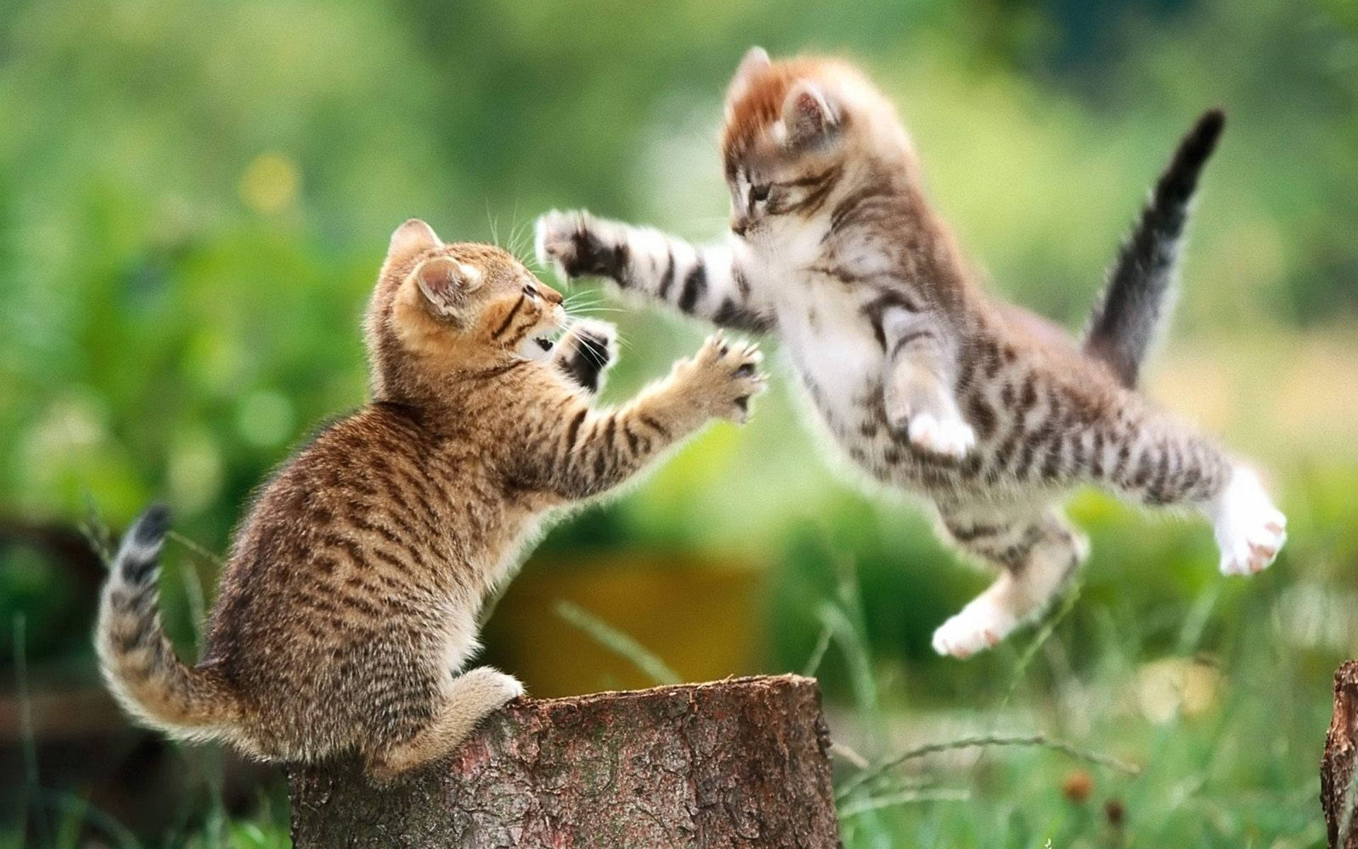 Playful Kittens Outdoor Adventure.jpg Wallpaper