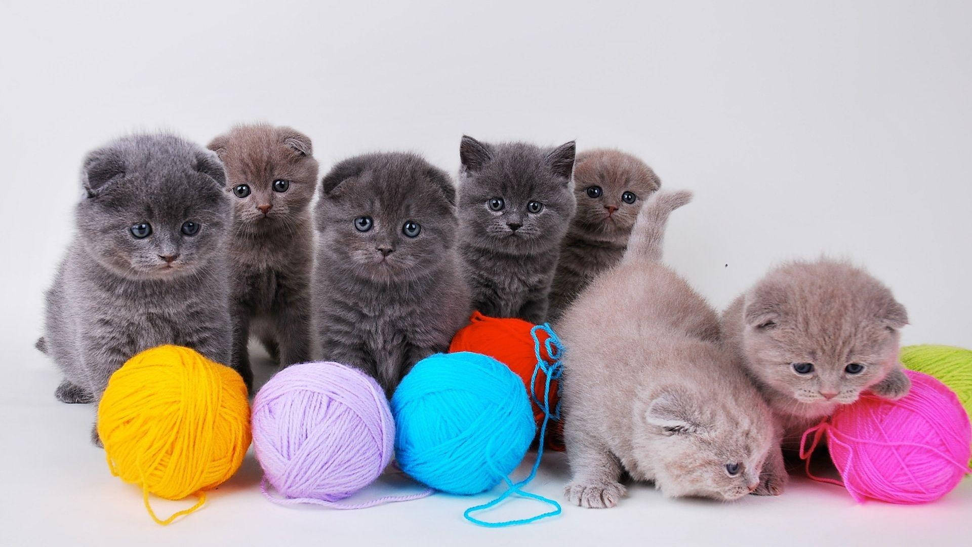 Playful Kittens With Yarn Balls.jpg Wallpaper
