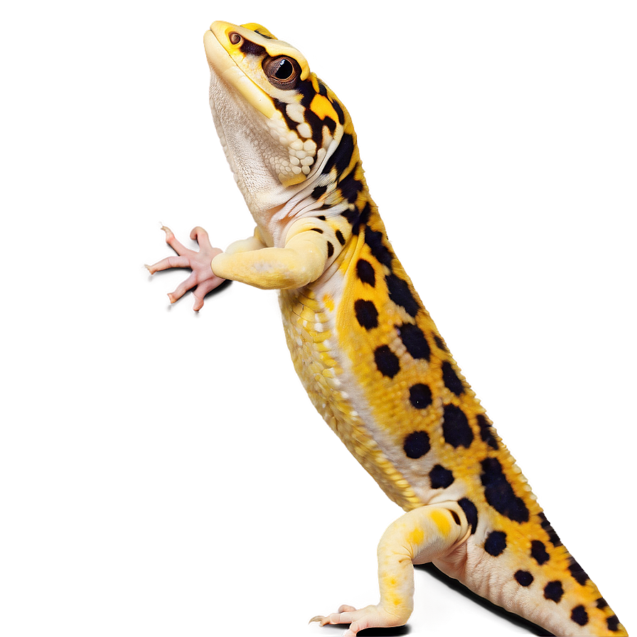 Playful Leopard Gecko Png 54 PNG